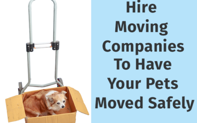 Hire Moving Companies To Have Your Pets Moved Safely