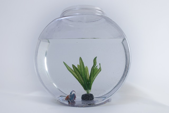 A fish bowl.