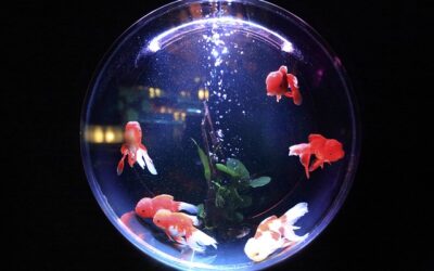 How to relocate an aquarium properly