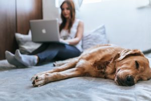 Make sure your new home is ready for you and your pet prepare your pet for moving