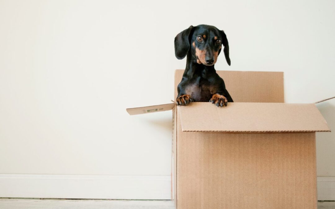 How to prepare your pet for moving