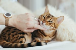 cat on a bed