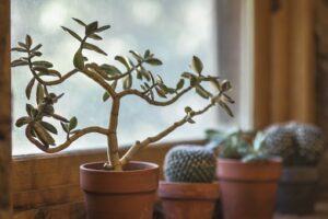 Old plants are some of the things you shouldn’t bring when moving