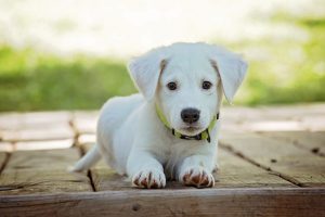 Unless you want your puppy to steal the show, make sure someone watches it on the big day. A puppy.