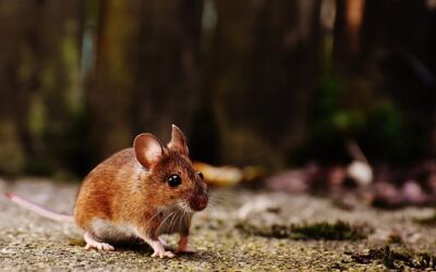 Tips for protecting storage against rodents