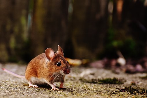 Tips for protecting storage against rodents