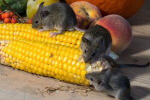 mice eating corn