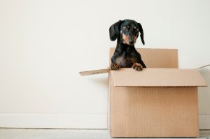 a small dog in a cardboard box