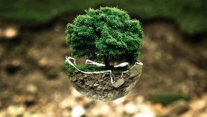 Together, we can help our planet become a better place for all of us. Small green tree